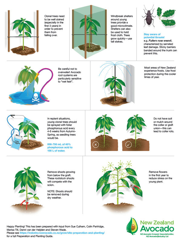 Planting and establishing trees Back to basics New Zealand Avocado