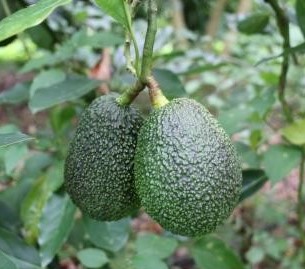 Varieties and rootstocks - New Zealand Avocado