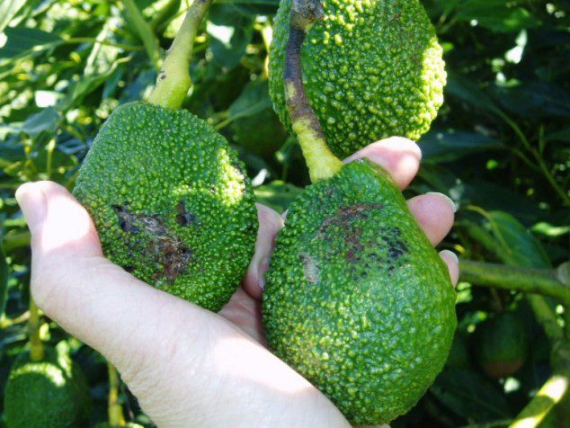Leafroller - New Zealand Avocado