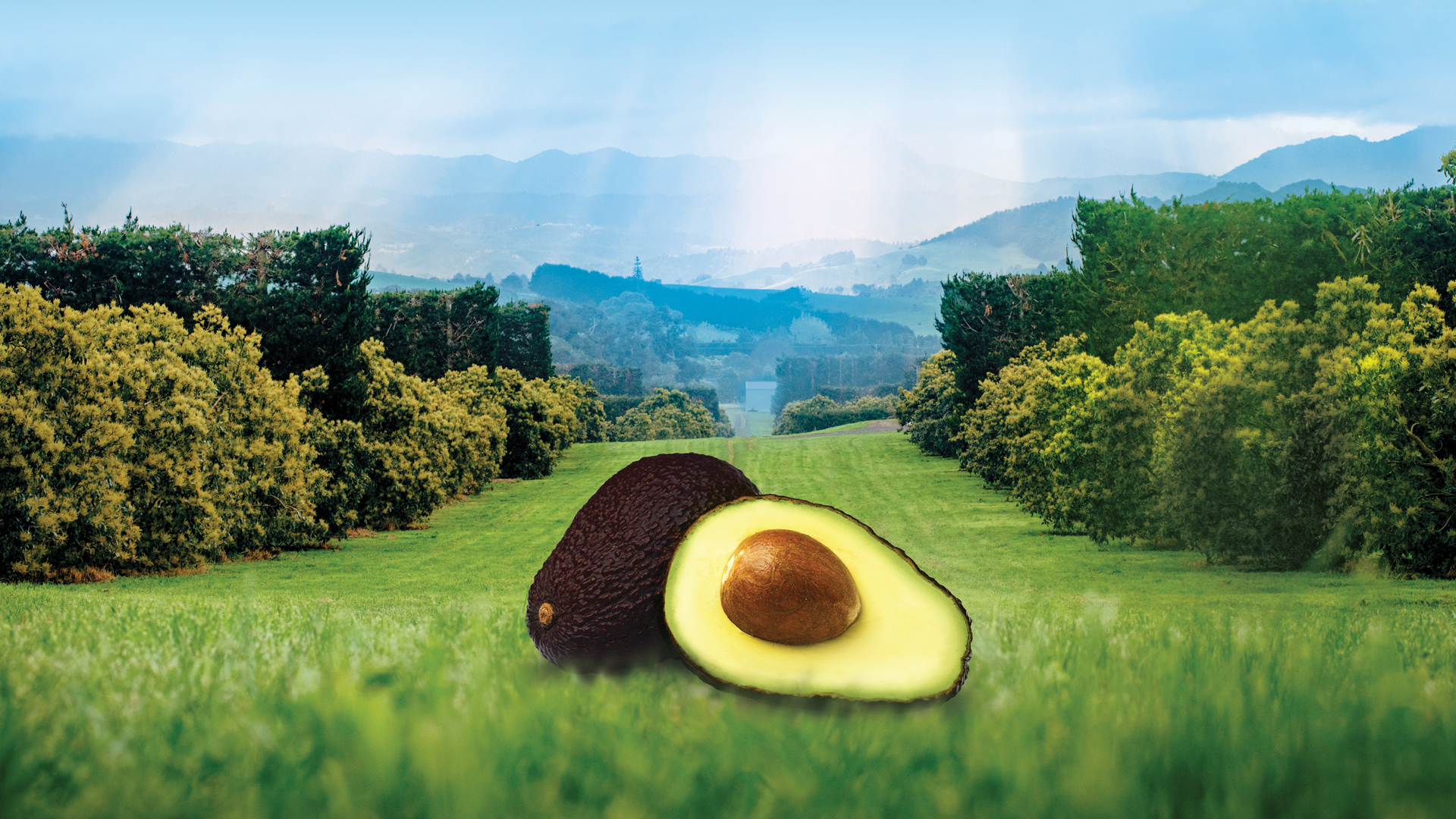 What we do - New Zealand Avocado