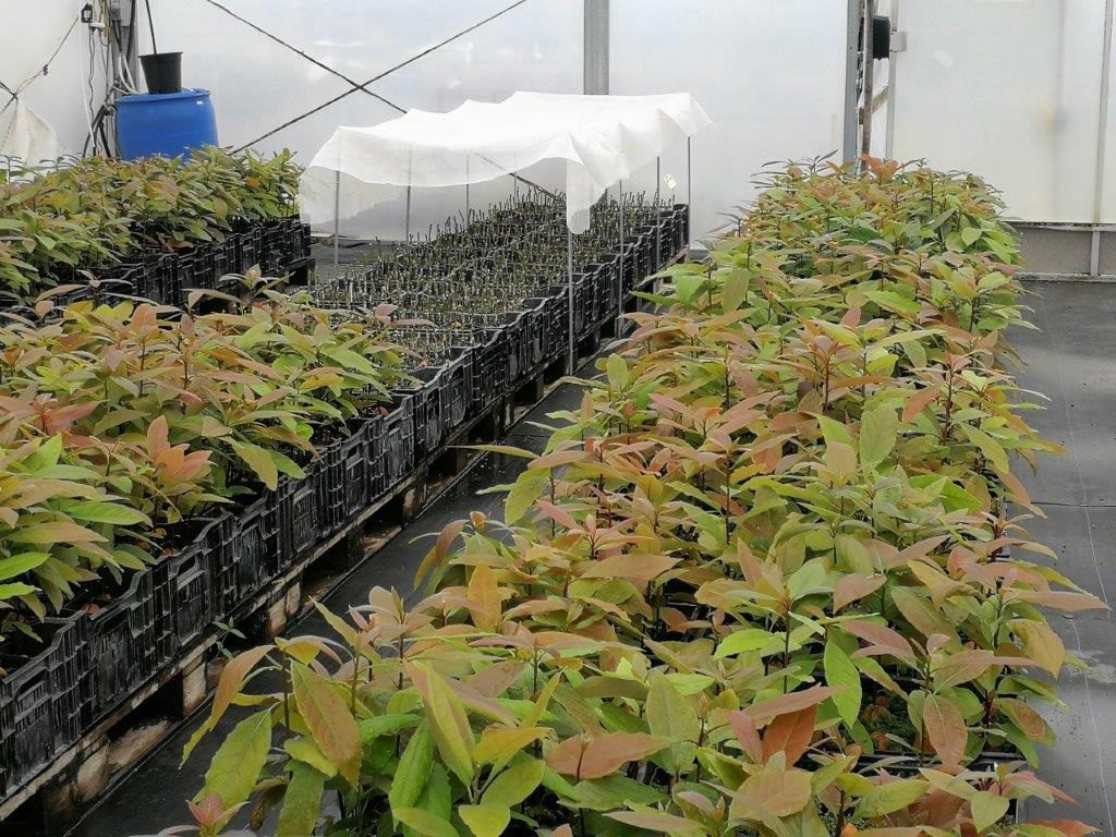 Nursery information New Zealand Avocado