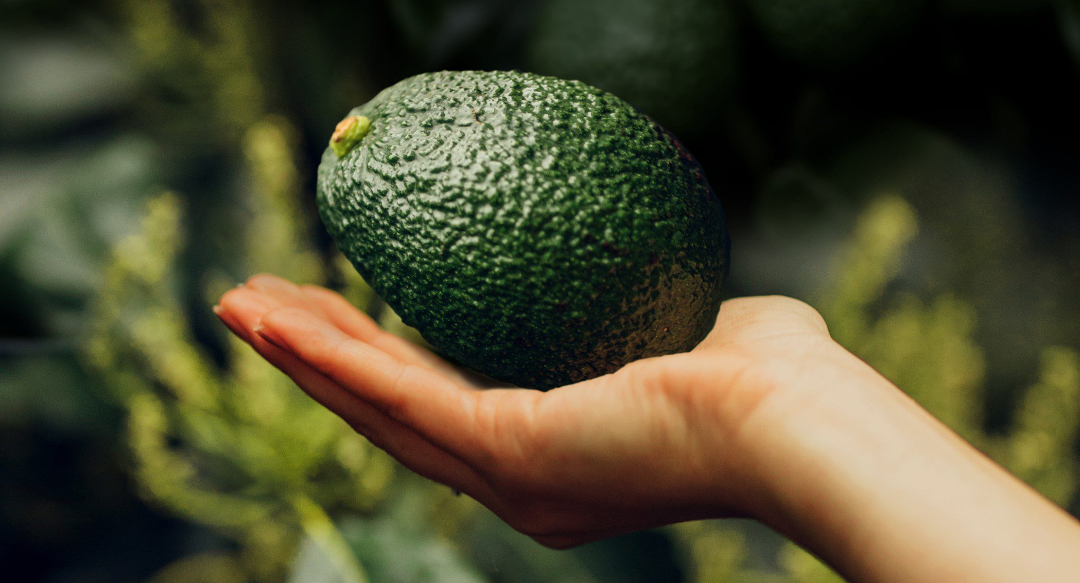Fees New Zealand Avocado