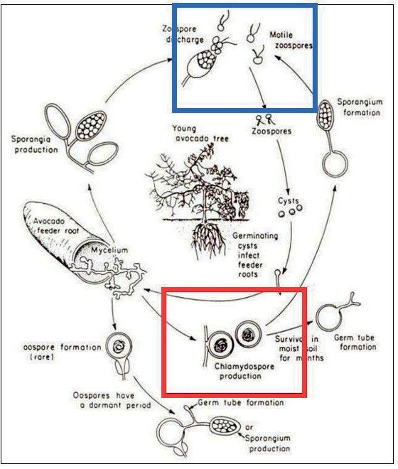 Controlling Phytophthora cinnamomi in New Zealand - New Zealand Avocado