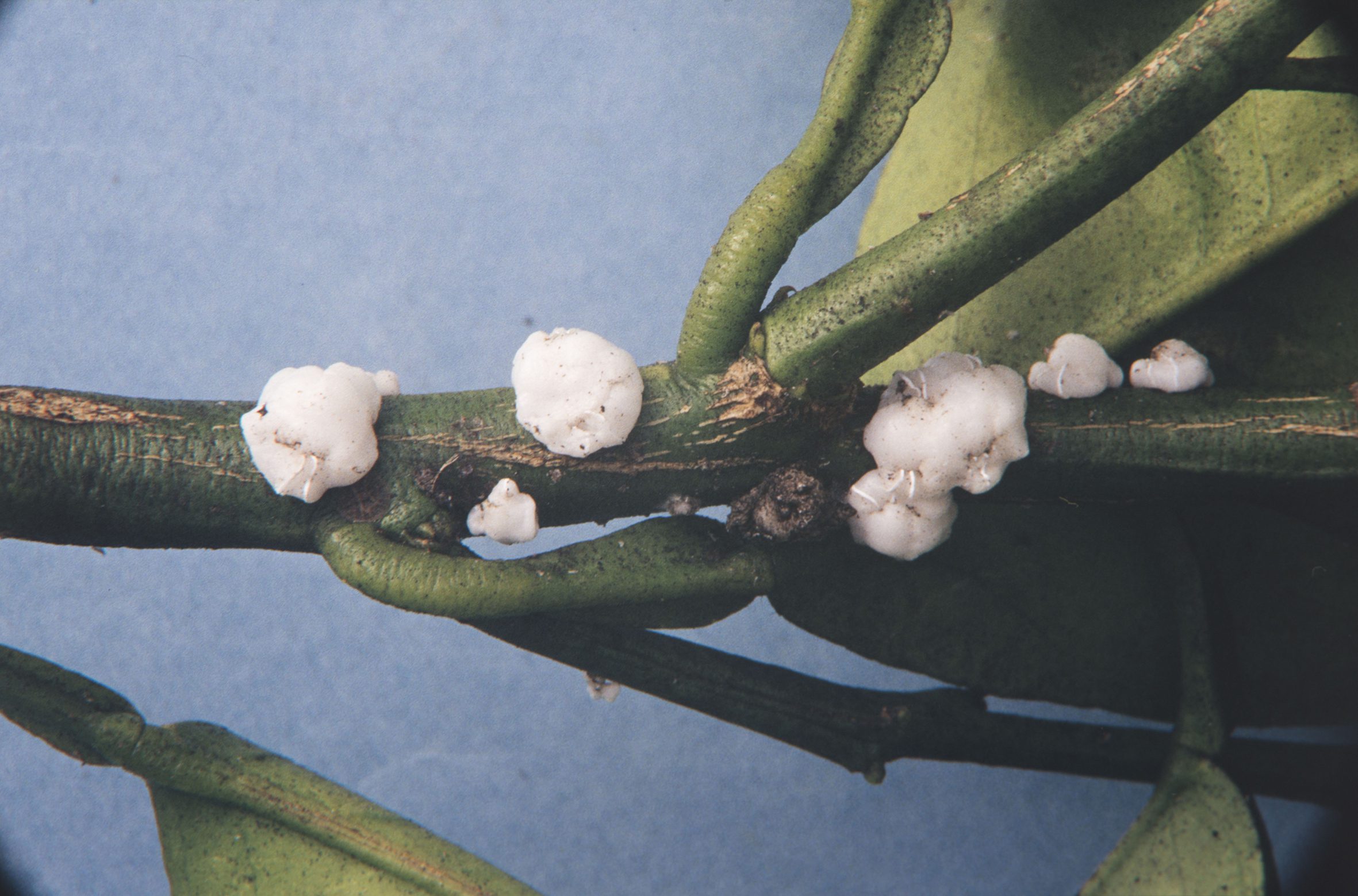 White wax scale - New Zealand Avocado