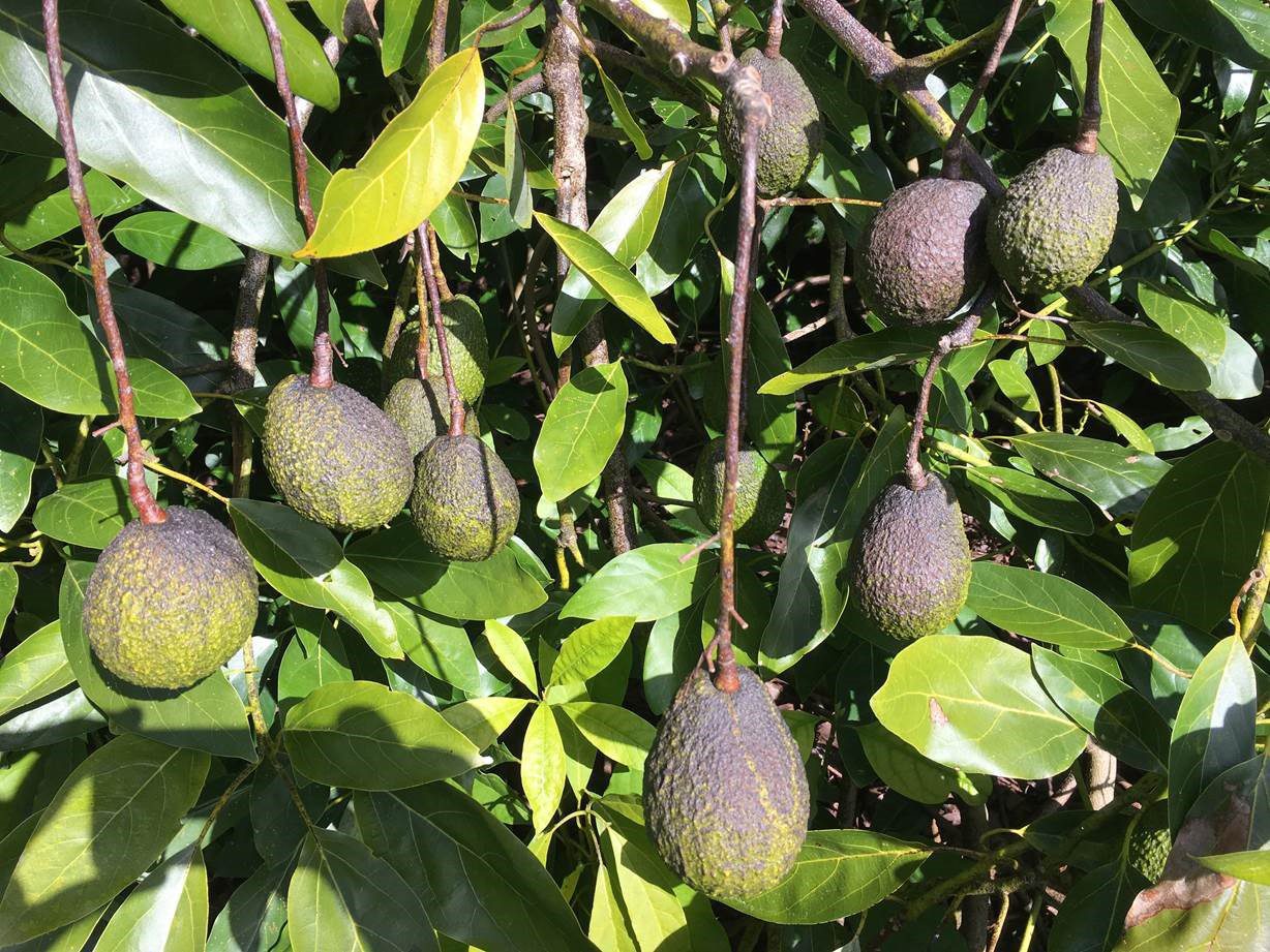 Other fungal disease research - New Zealand Avocado